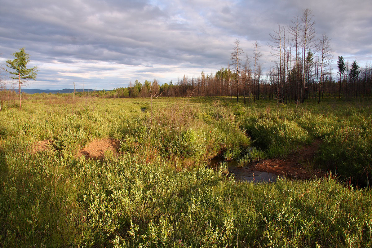 Окрестности Северного, image of landscape/habitat.