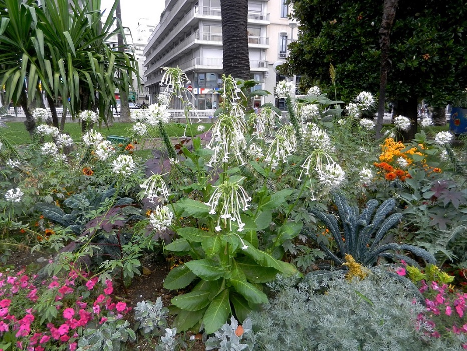 Ницца, image of landscape/habitat.