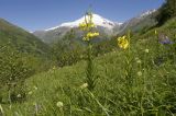 Гора Донгуз-Орун-Гитче-Кара-Баши, image of landscape/habitat.