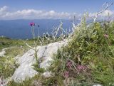 Image of landscape