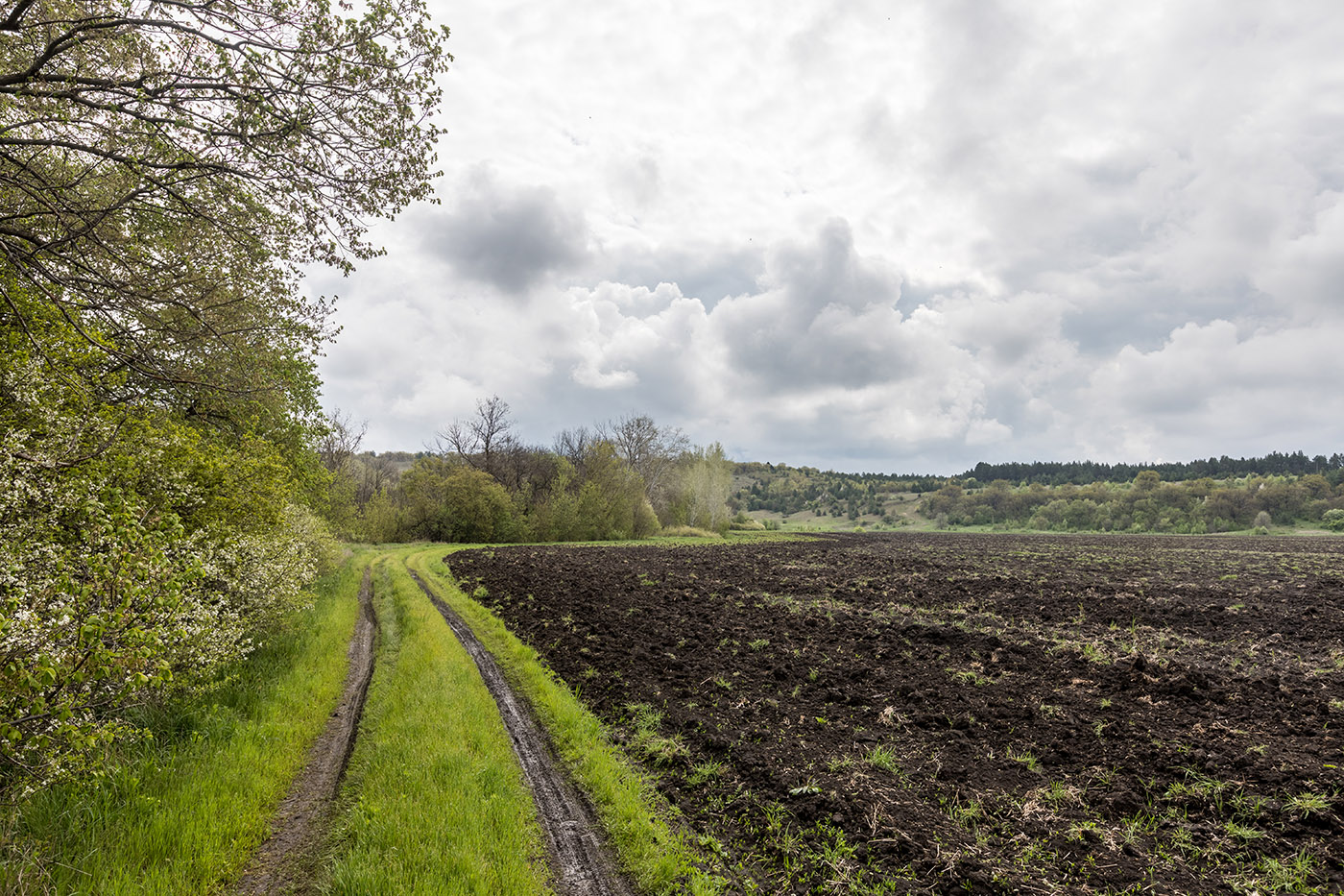 Гора Городище, image of landscape/habitat.