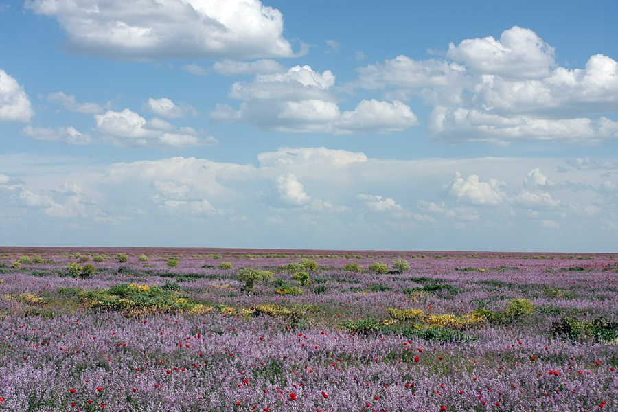 Задарьинская степь, image of landscape/habitat.