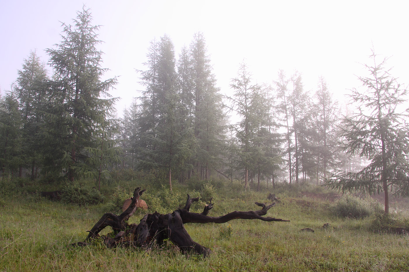 Окрестности Северного, image of landscape/habitat.