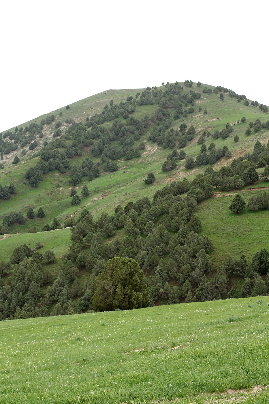 Горы Саукбулак, image of landscape/habitat.