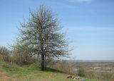 Донецк и его окрестности, image of landscape/habitat.