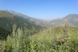 Санибанский перевал, image of landscape/habitat.