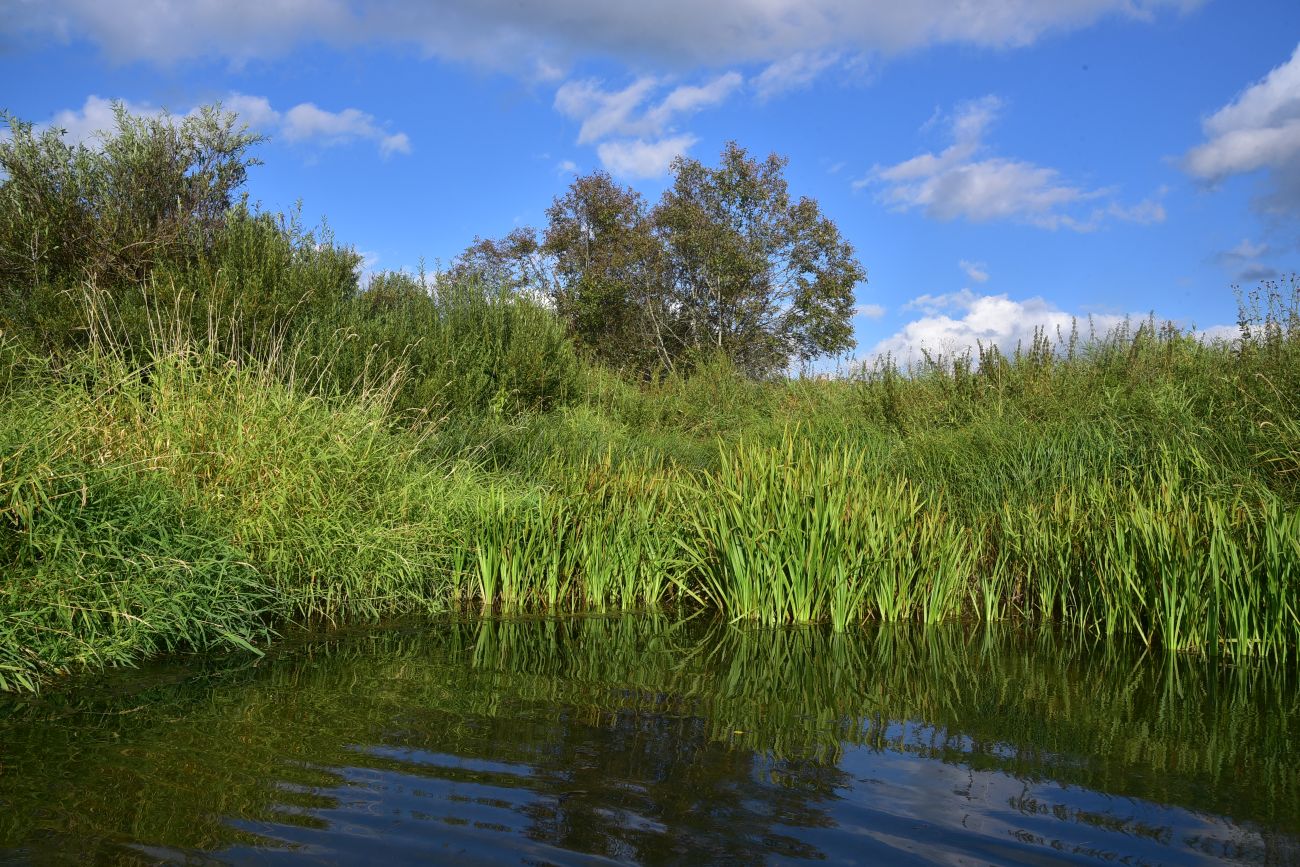 Окрестности Семлёво, image of landscape/habitat.