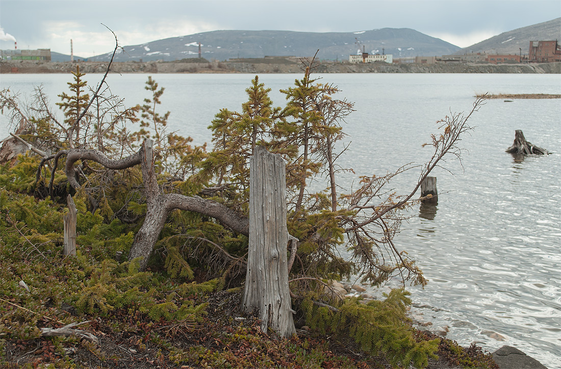 Мончегорск, image of landscape/habitat.