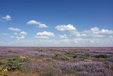 Задарьинская степь, image of landscape/habitat.