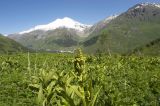 Гора Донгуз-Орун-Гитче-Кара-Баши, image of landscape/habitat.