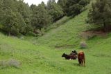 Горы Саукбулак, image of landscape/habitat.