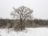 Темрючки, image of landscape/habitat.