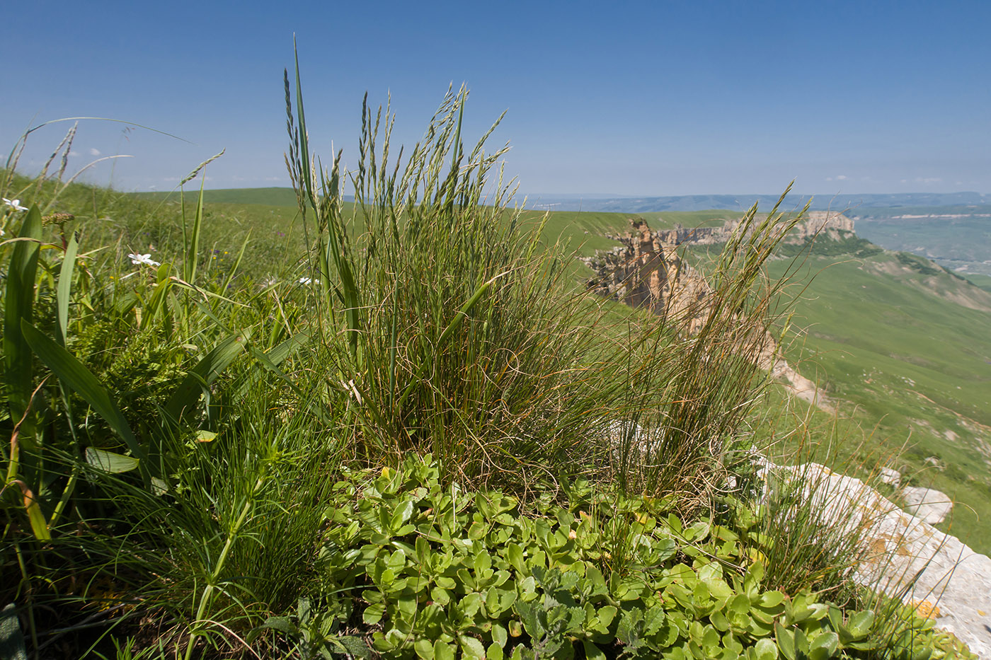 Джангур, image of landscape/habitat.