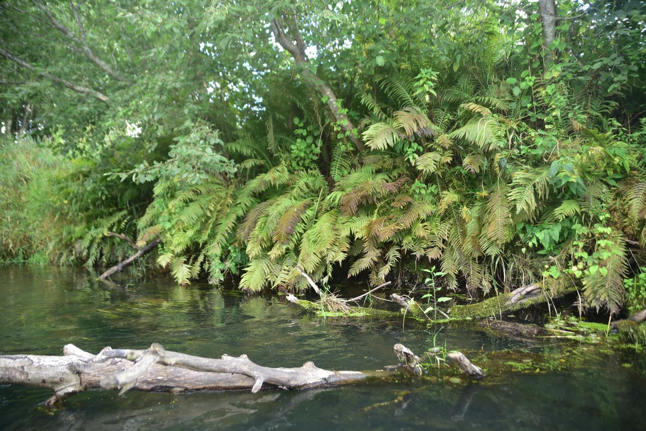 Окрестности Семлёво, image of landscape/habitat.