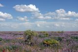 Задарьинская степь, image of landscape/habitat.