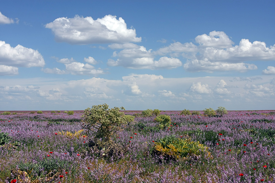 Задарьинская степь, image of landscape/habitat.