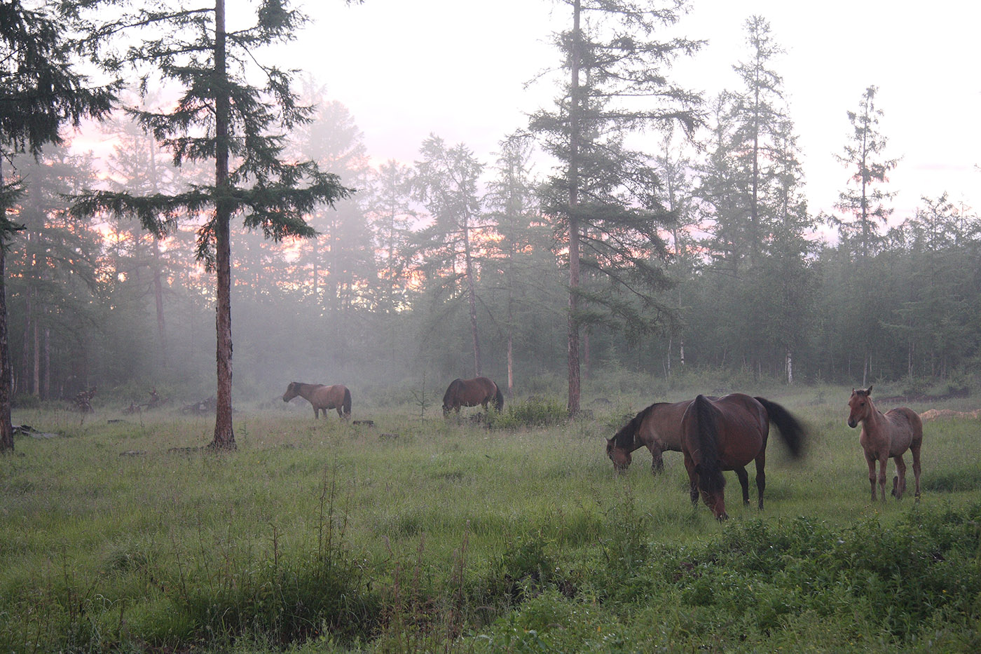 Окрестности Северного, image of landscape/habitat.