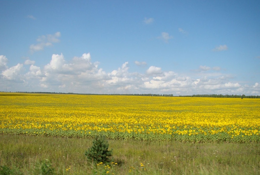 Подгорное, image of landscape/habitat.