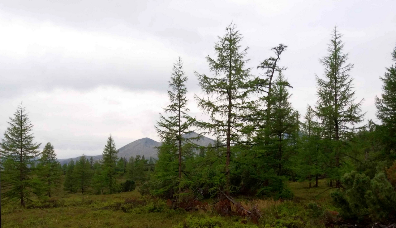 Сопка Илмаган, image of landscape/habitat.