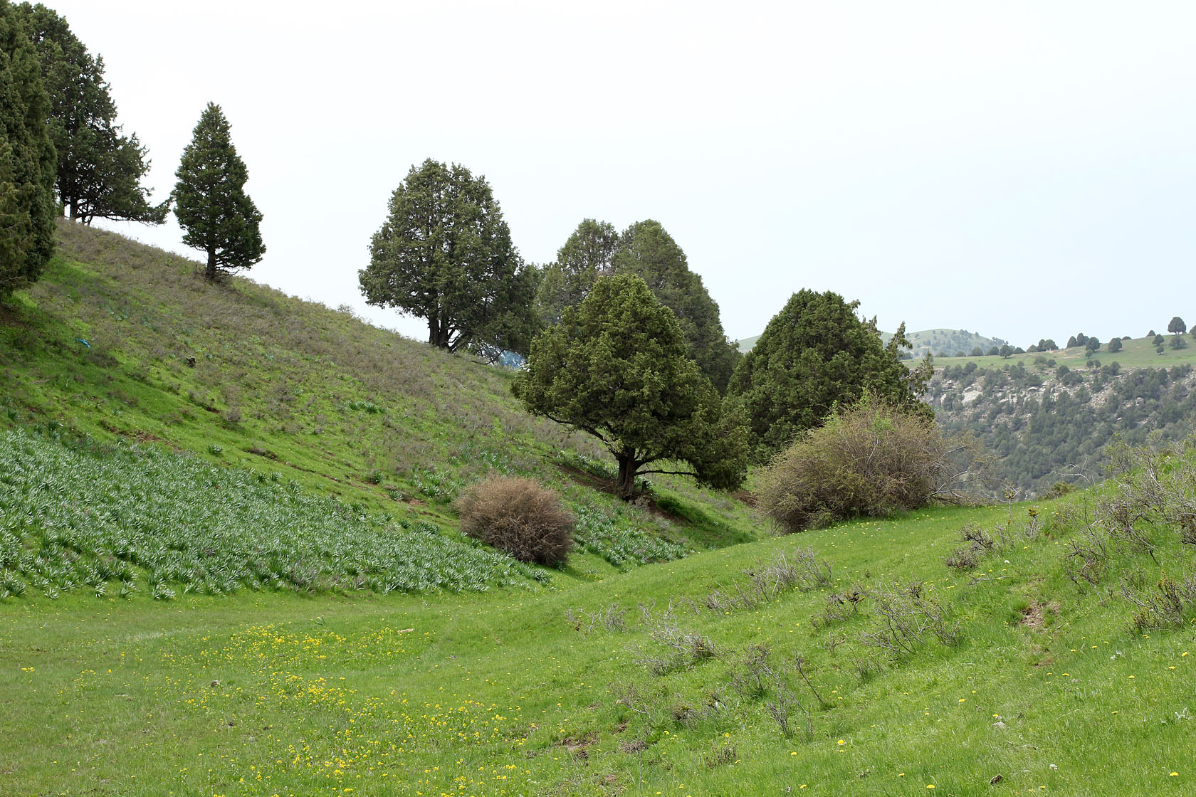 Горы Саукбулак, image of landscape/habitat.