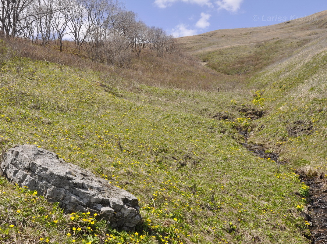 Полуостров Брюса, image of landscape/habitat.