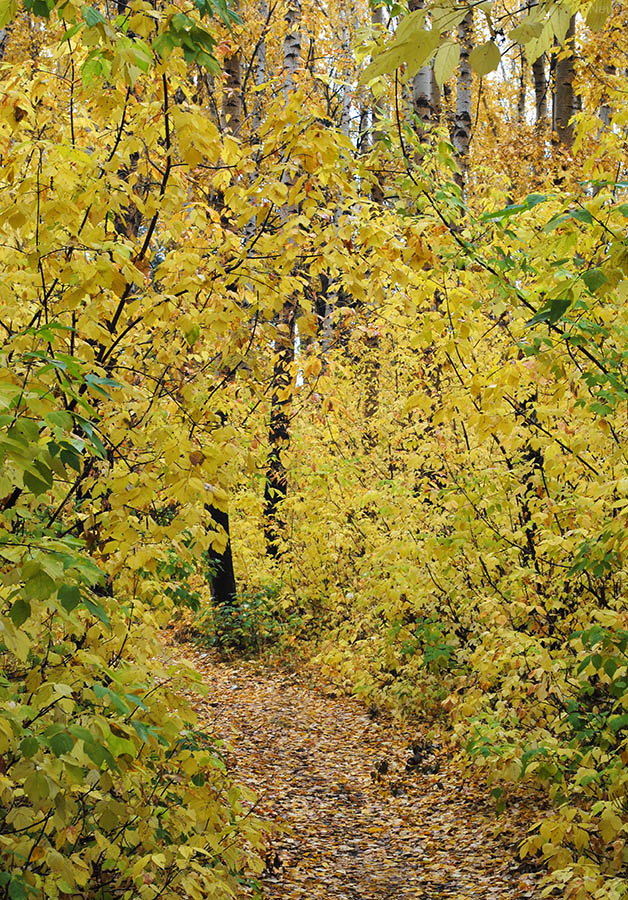 Малые лесопарки Новосибирска, image of landscape/habitat.