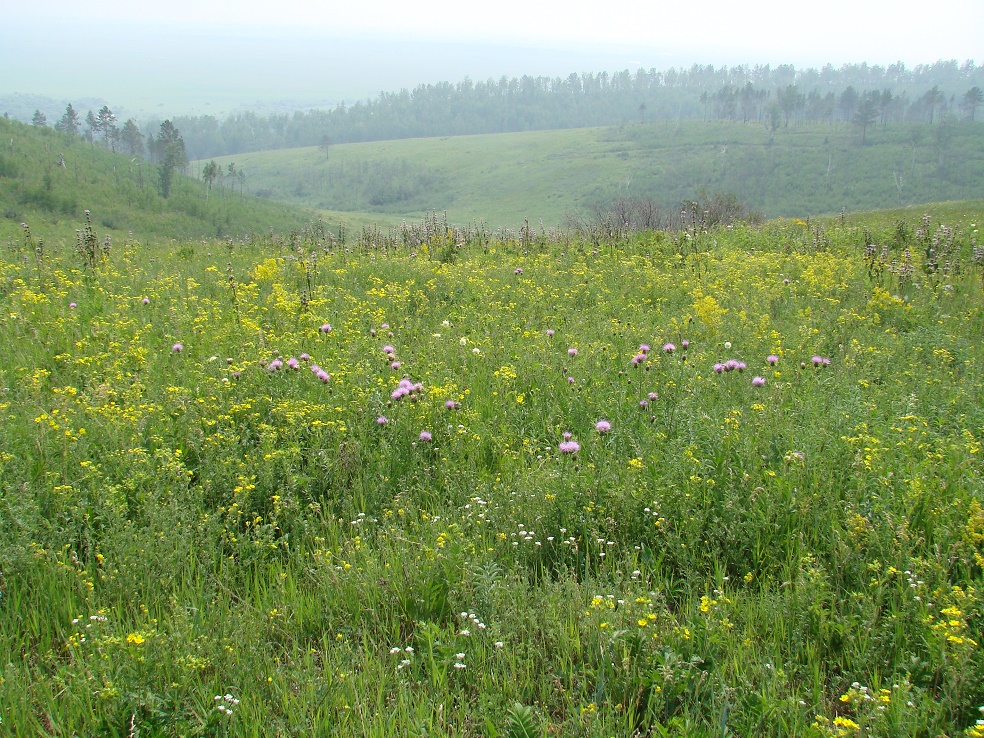 Жердовка, image of landscape/habitat.