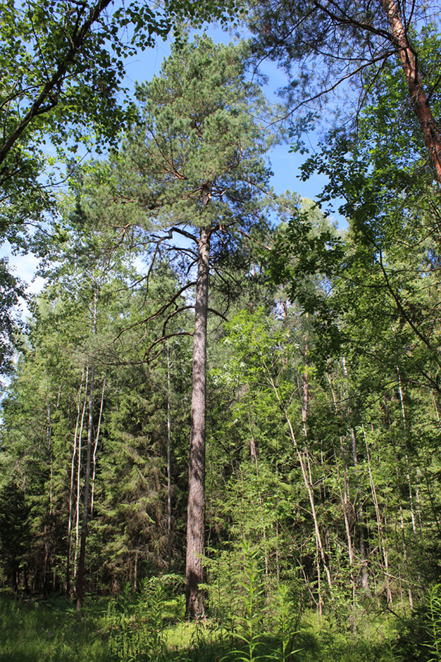 "Сосны" и окрестности, image of landscape/habitat.