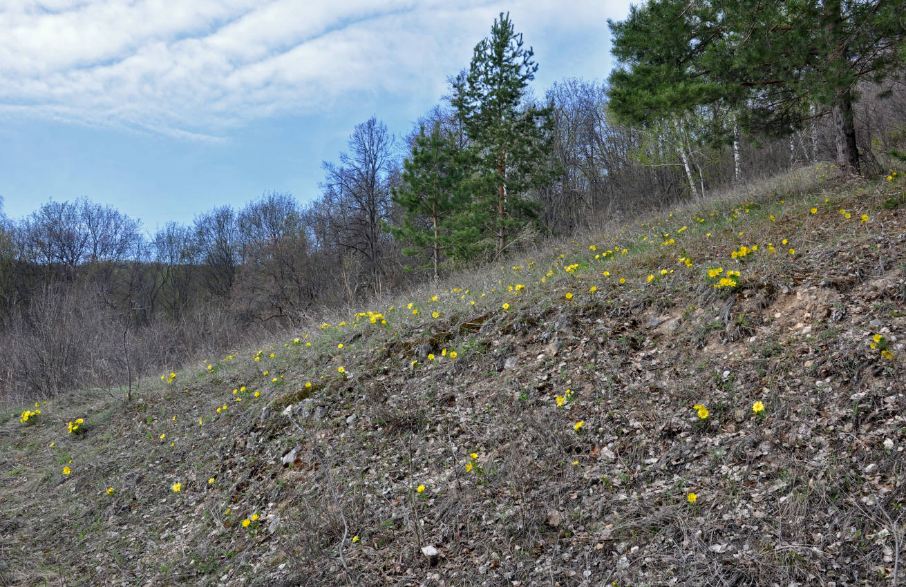 Залив Жигулёвская Труба, image of landscape/habitat.