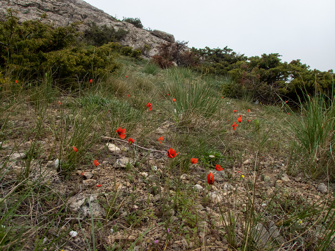 Гора Лысая (Голая), image of landscape/habitat.