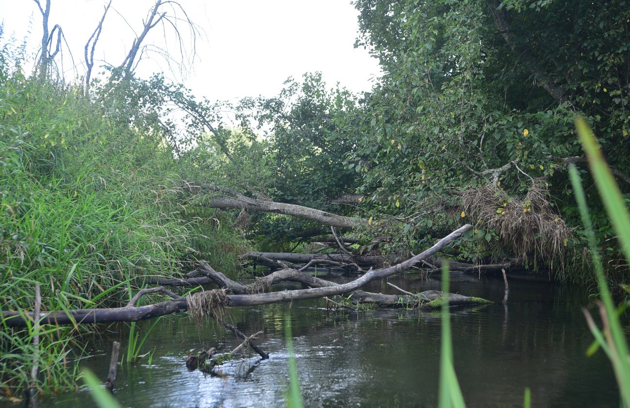 Савино и окрестности, image of landscape/habitat.