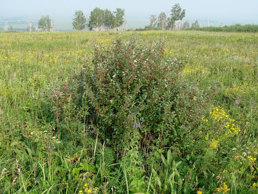 Жердовка, image of landscape/habitat.