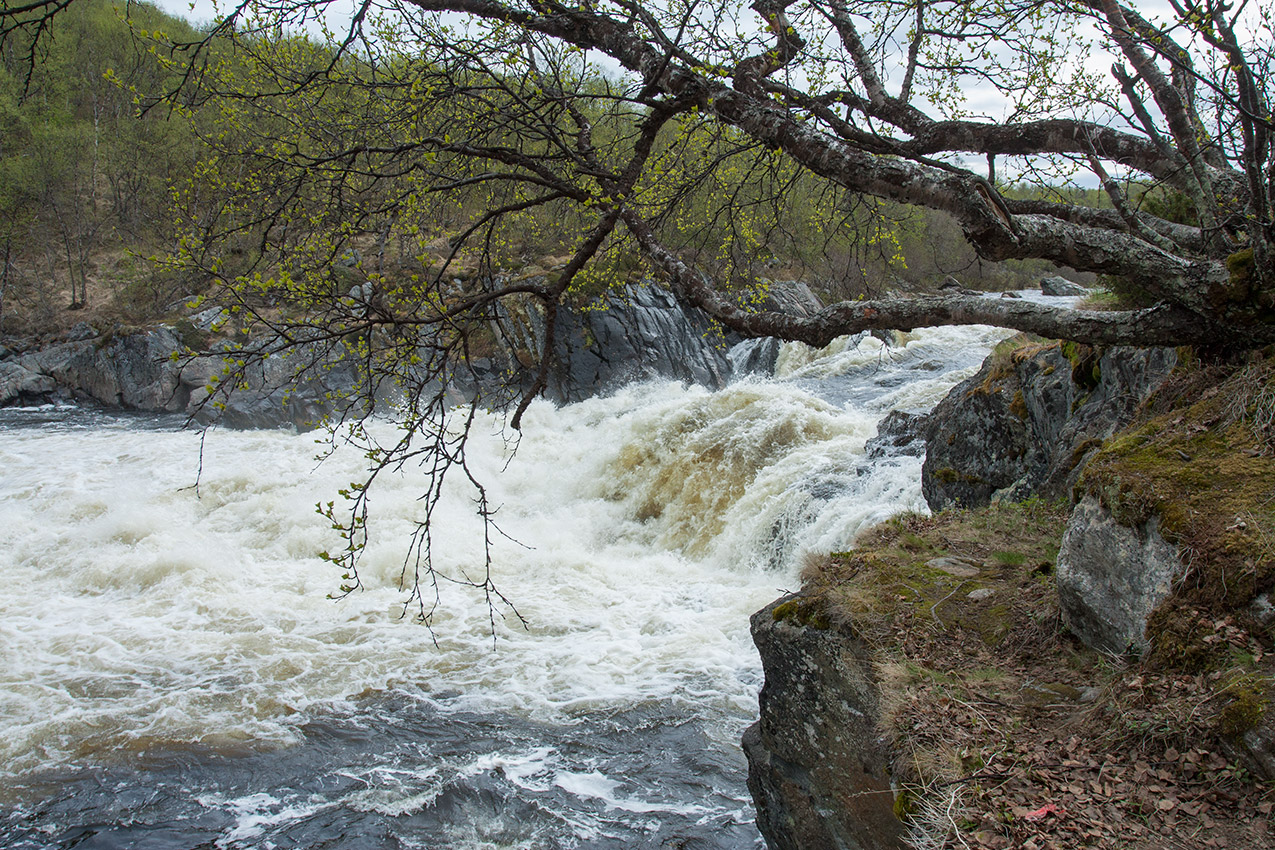 У падунов на Западной Лице, image of landscape/habitat.