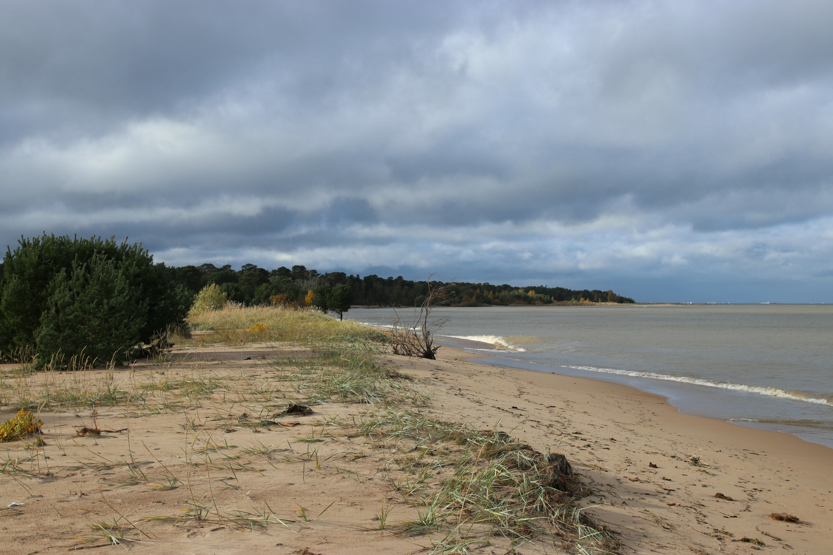 Большая Ижора, image of landscape/habitat.
