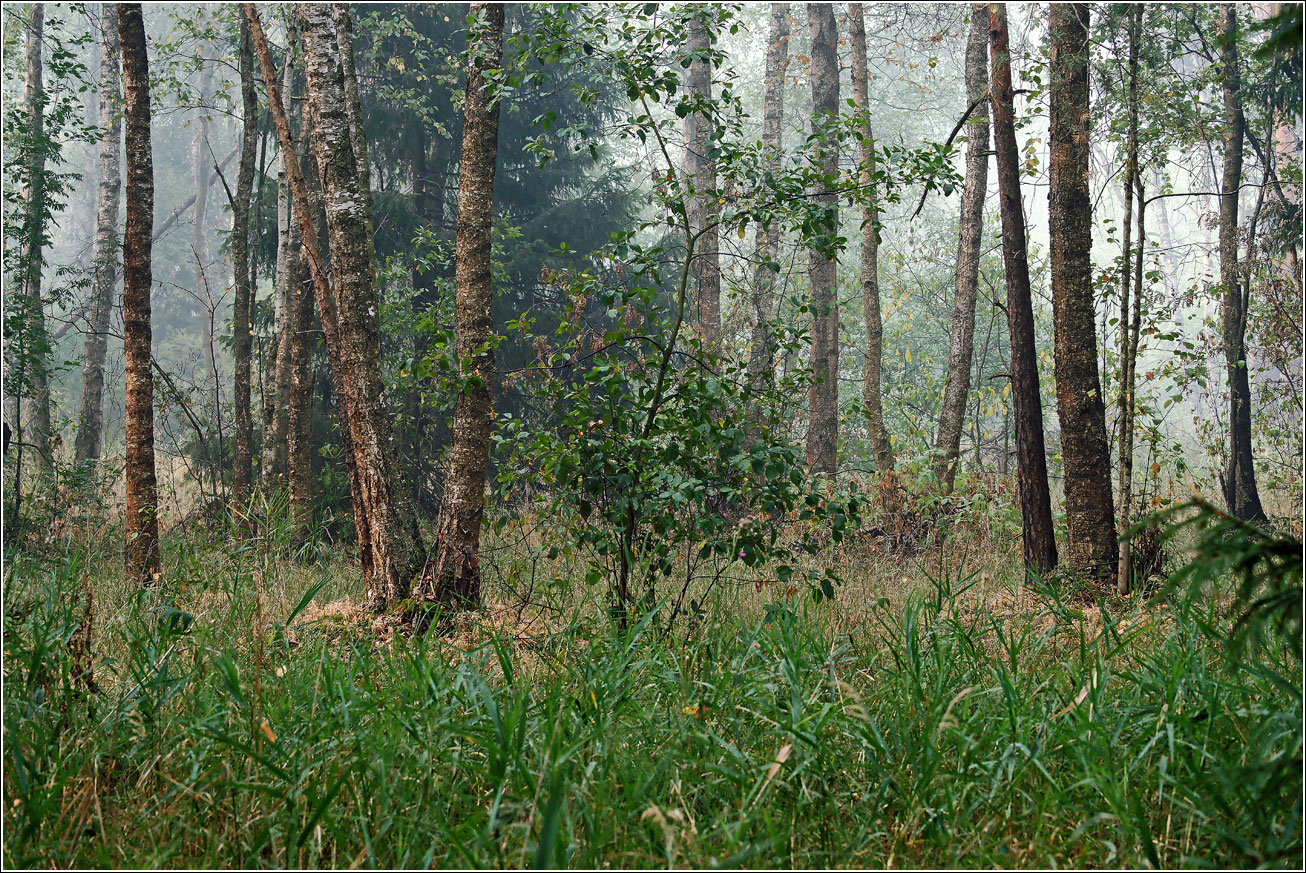 Окрестности Хрипани, image of landscape/habitat.