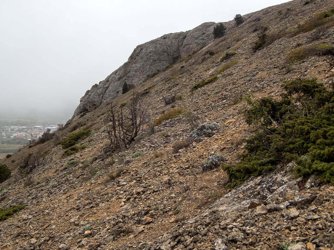 Гора Лысая (Голая), image of landscape/habitat.