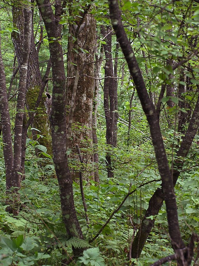 Кордон Америка, image of landscape/habitat.