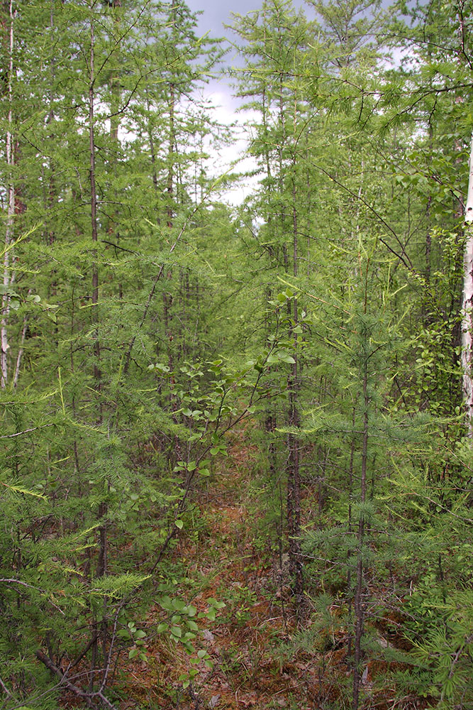 Окрестности Северного, image of landscape/habitat.