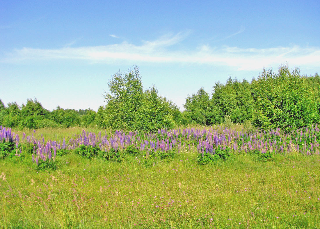 Борок и окрестности, image of landscape/habitat.