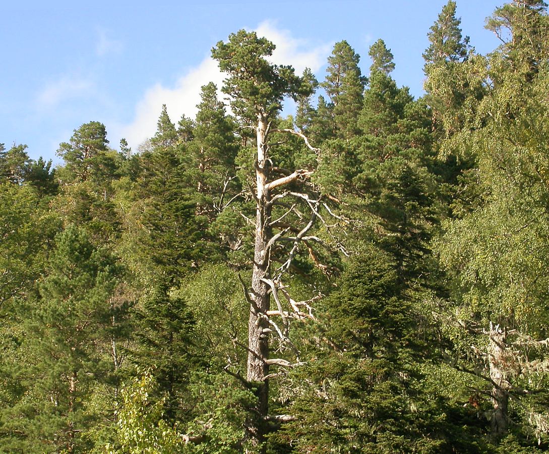 Лагонаки, image of landscape/habitat.