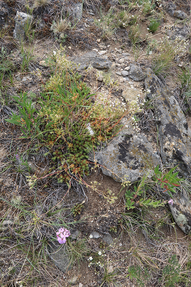 Тажеранская степь, image of landscape/habitat.