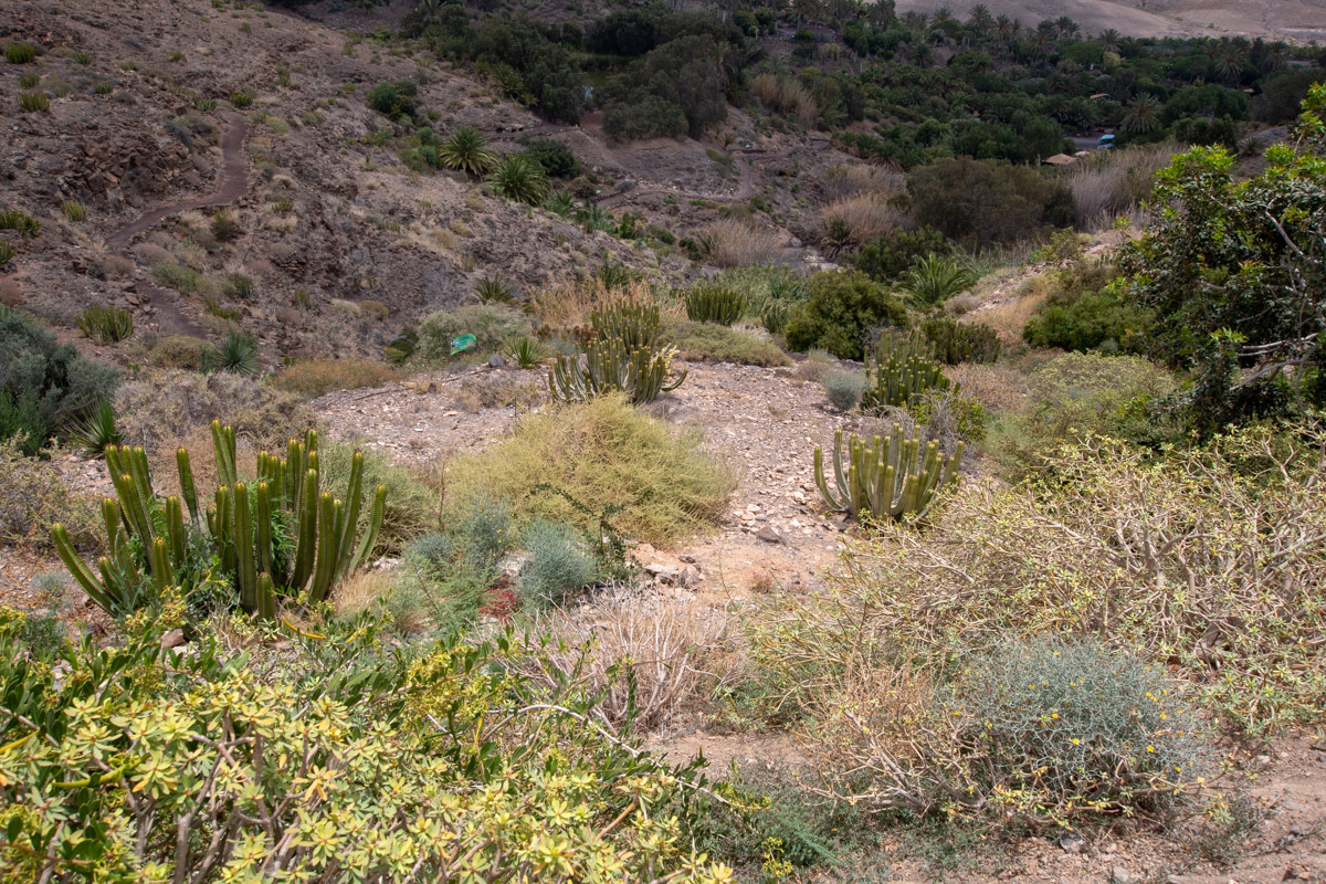 Ботанический сад Фуэртевентуры, image of landscape/habitat.