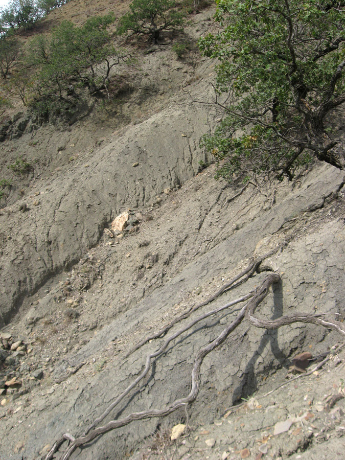 Карадаг, image of landscape/habitat.