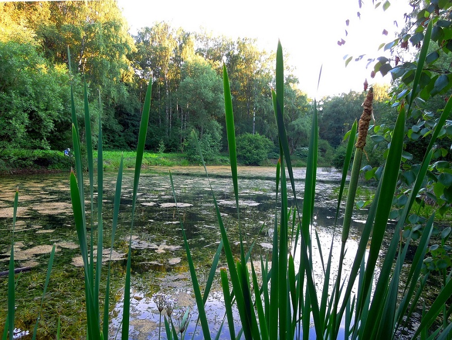 ГБС РАН, image of landscape/habitat.