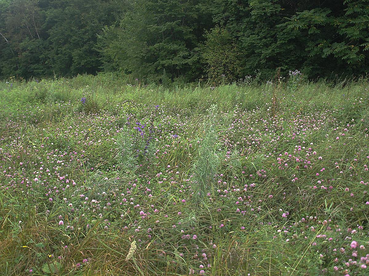 Кордон Америка, image of landscape/habitat.