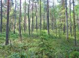 Image of landscape