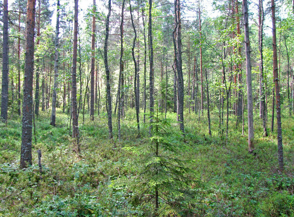 Борок и окрестности, image of landscape/habitat.