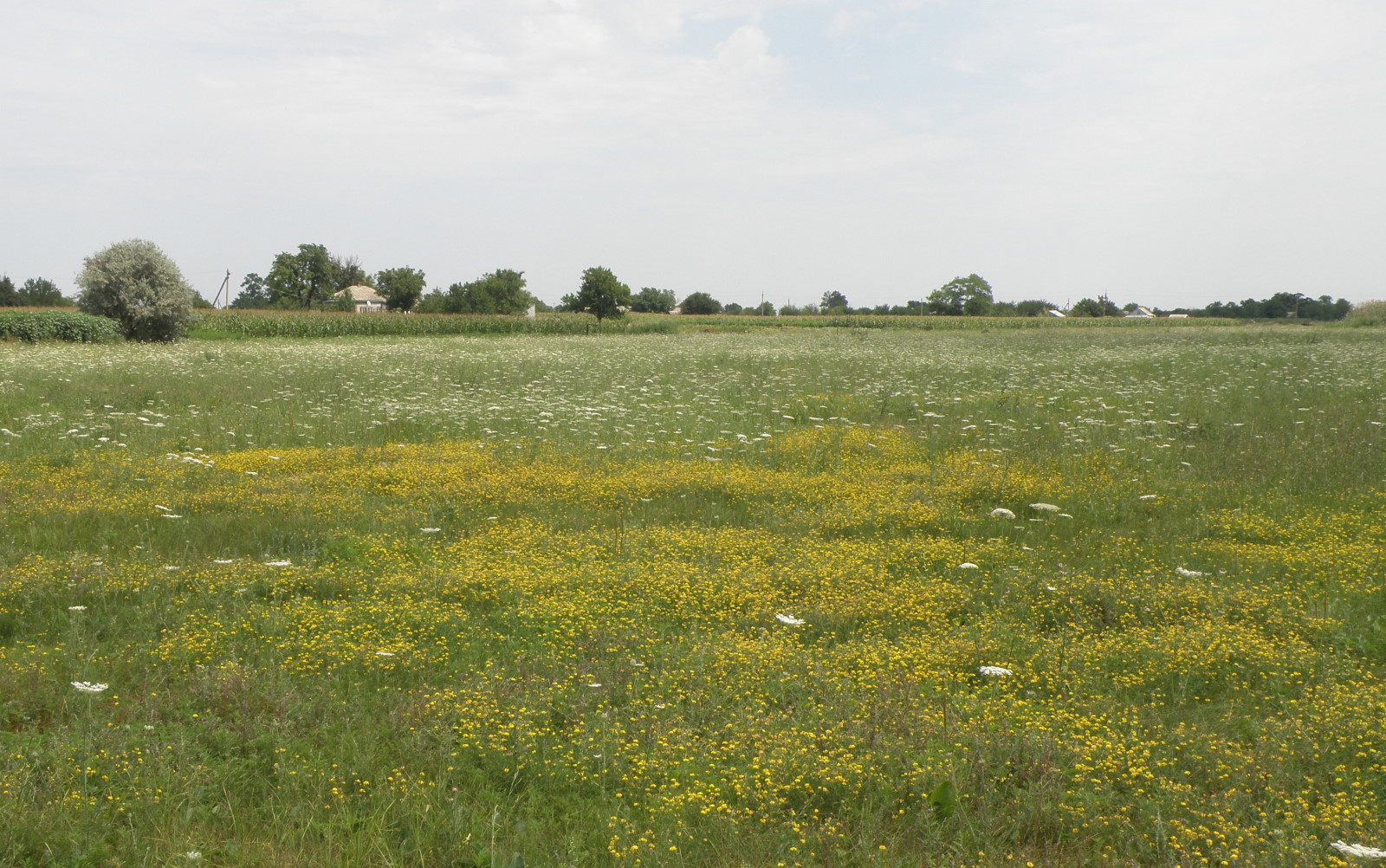 Сага, image of landscape/habitat.