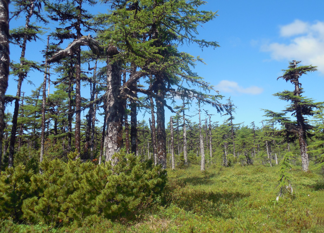 Озеро Таёжное, image of landscape/habitat.