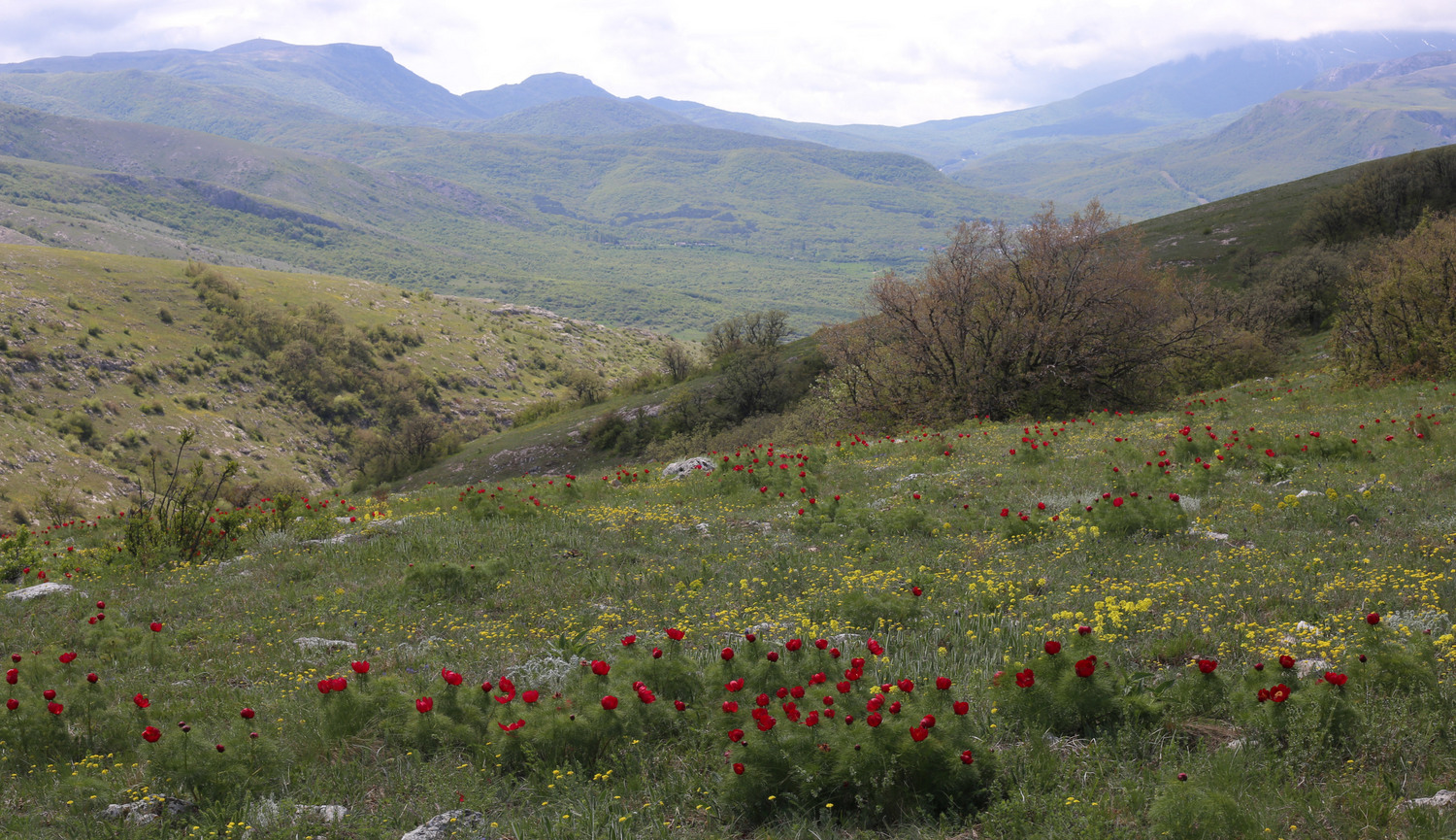 Долгоруковская яйла, image of landscape/habitat.